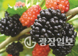 부안 참뽕오디’