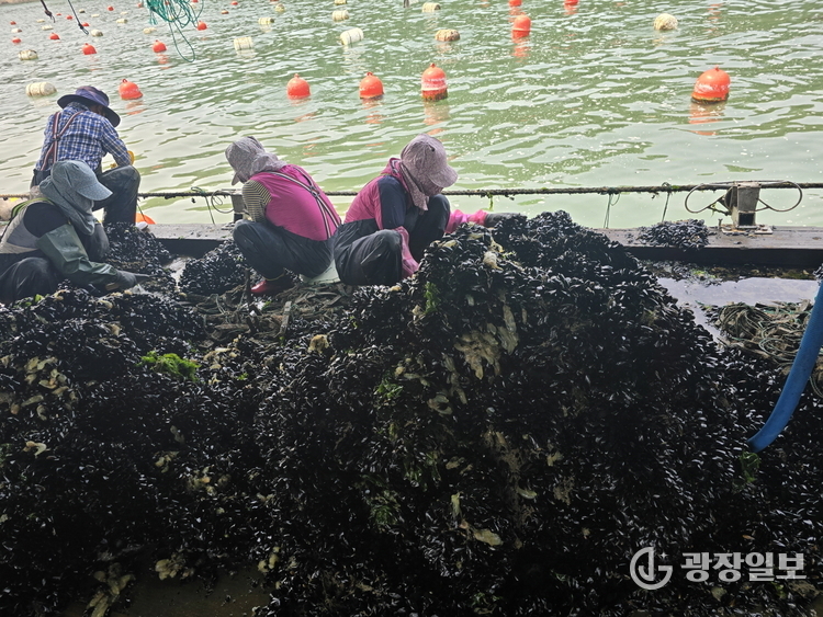 창원특례시, 패류공동생산시설 지원 해수부 공모사업 선정(수산과) (1)_홍합종패입식수작업