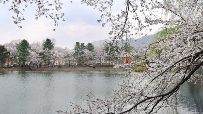 가평 청평 옛 연구소 벚꽃 시즌 임시 개방…다채로운 체험 행사 마련