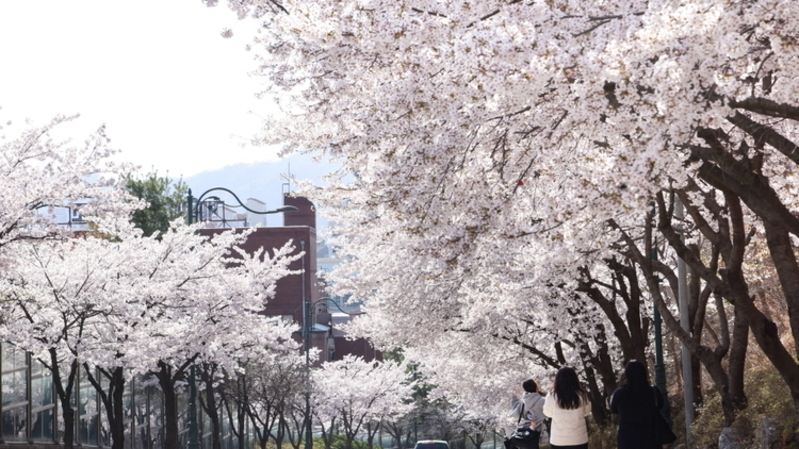 '분홍빛 물결' 의왕시 벚꽃 만개…백운호수·학의천 명소로 인기
