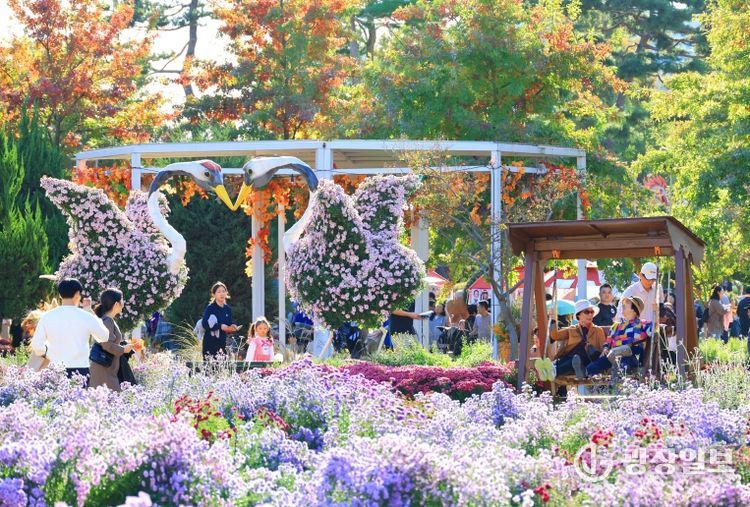 가을 정취 가득한 유성, 국화로 물든다