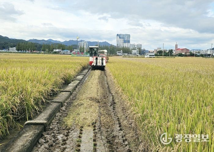 장흥군, 벼 수확 후 ‘땅심 높이기’로 병해충 예방 당부