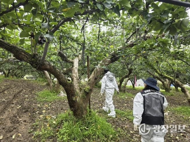 화성시농업기술센터 및 경기도농업기술원 관계자들이 20일 정남면 일원 농가에서 과수화상병 합동예찰을 하고 있다