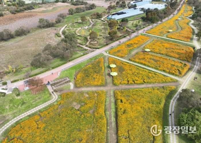 물의정원 황화코스모스 드론 사진