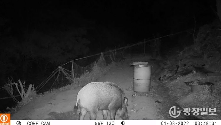 옹진군, 「멧돼지 등 포획을 위한 유해야생동물 피해방지단」파견