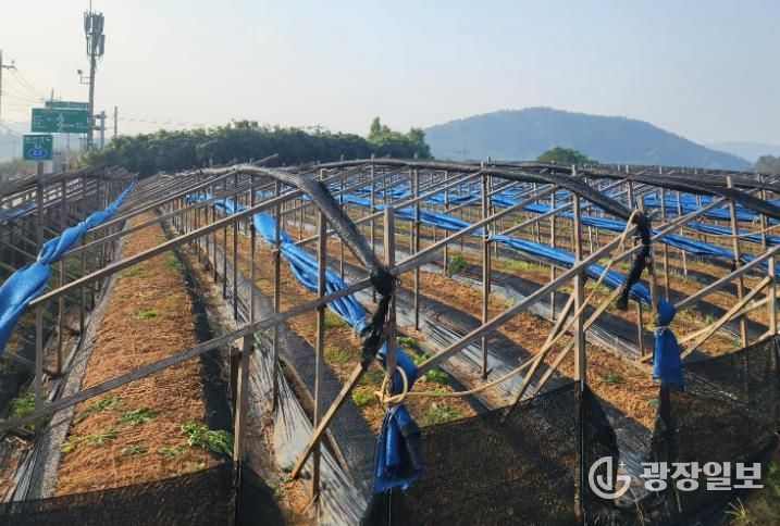 영광군, 한파·대설 대비 농업시설물 집중 점검
