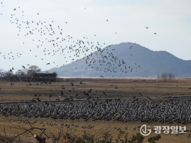 ‘순천만 흑두루미 연구’ 국내 최초 국제 학술지(SCIE) 등재