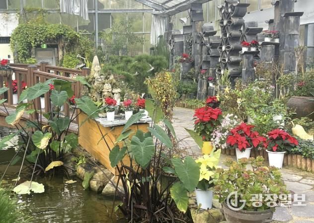 봉수산수목원 전시온실 포인세티아 전경