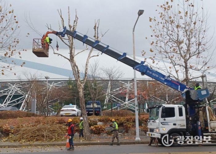 고양시 일산서구, 교통흐름 방해 가로수 전정 완료