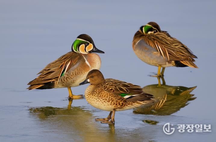 서천군조류생태전시관, ‘서천철새여행’ 후속 겨울철새 사진전 개최