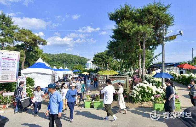 생활인구 자료사진__공주 유구색동수국정원 꽃 축제
