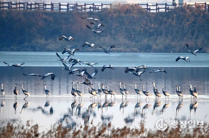 주남저수지 갈대섬 인근에서 재두루미가 쉬고 있다.