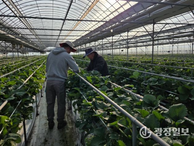 겨울철 대표 작물 딸기 재배·관리를 지도하는 모습