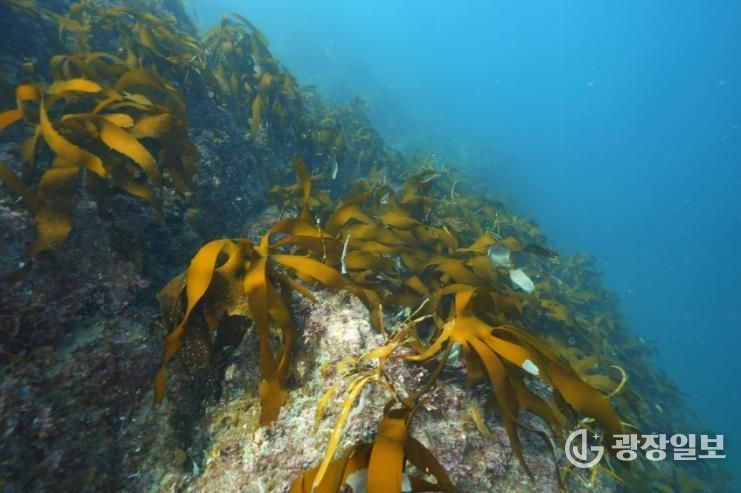 통영 욕지 도동, 2026년 바다숲 대상지 선정 1(국도 수심 5~10m)