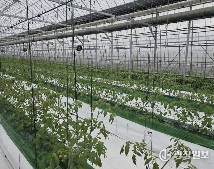 과채류 품질향상 사업을 지원받은 딸기 재배 농가의 모습