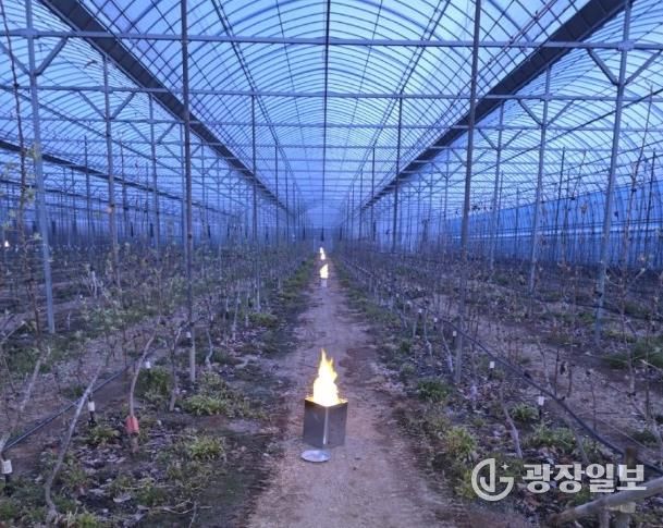 파주시, 원예특작분야 기술보급사업 대상자 모집