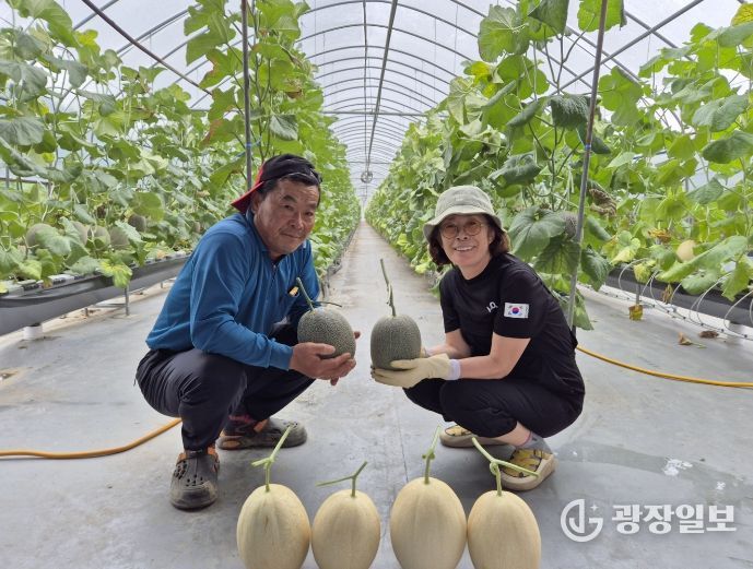 ‘하미과 멜론, 구미 농업의 전략작목으로 안착