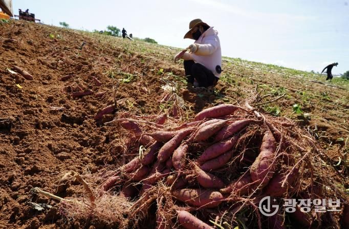 고구마 수확