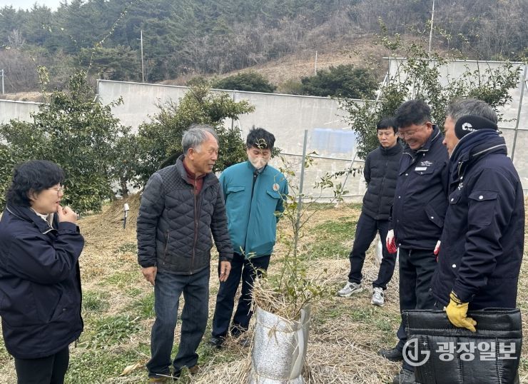 유자 동해 예방 물 주기·토양 피복 기술지도에 총력