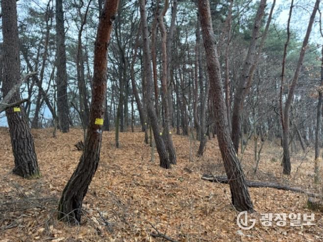 수종전환, 예방나무주사, 고사목 제거 등 다양한 방제 방법을 적용하여 소나무재선충병 확산 방지를 위한 작업이 진행되고 있는 현장 모습