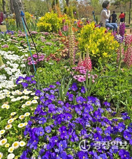 봄철 나들이는 옥정호 출렁다리‧붕어섬으로…2월 28일 재개장