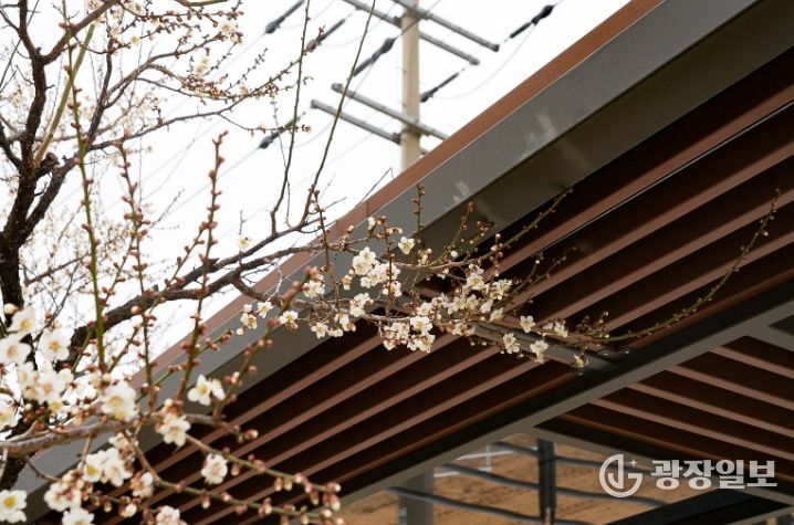 울진‘매화’꽃망울 활짝