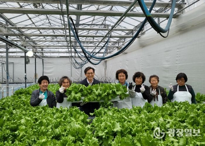 영암 영보마을 어르신들, 영보온실 재배 상추 첫 수확