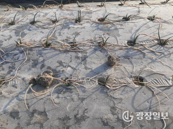 건조한기상으로인해잎이많이마른양파