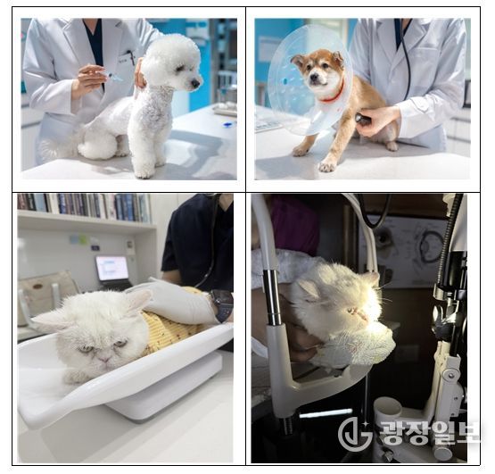 반려동물 진료