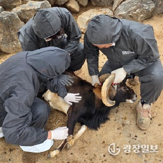 대구시 달성공원관리소, 구제역 백신 일제접종… 사슴 등 4종 47마리