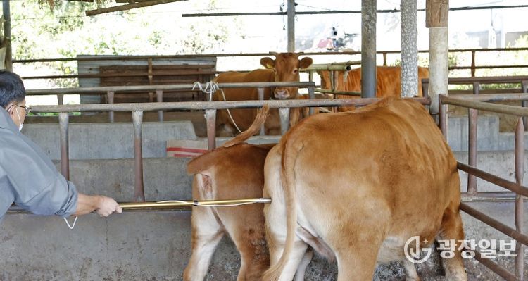 임실군, 소·염소 구제역 백신 일제접종 15일까지 실시