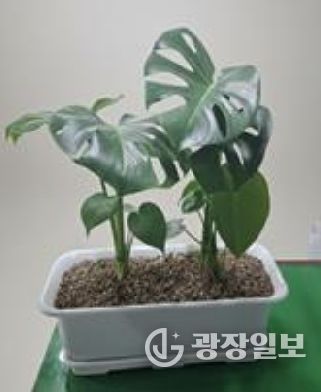 베란다 텃밭 지원사업 공기정화식물(몬스테라)