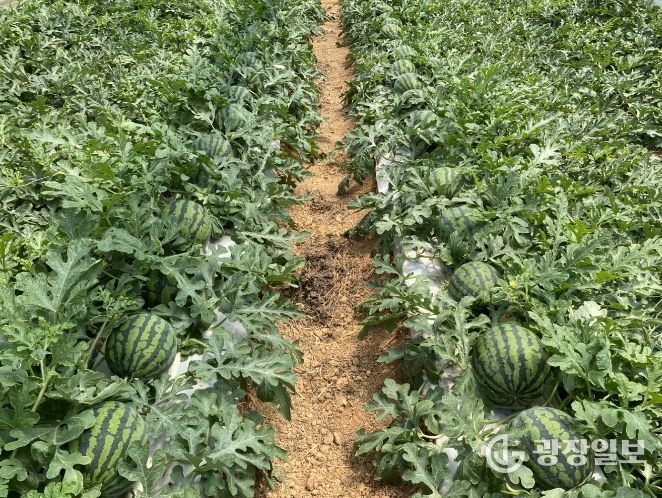 농작물 생육재생기 안전영농 지도 전체 출장