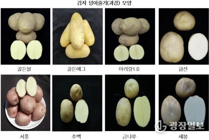 광주시, 국산 감자 8개 품종 현장 시험 재배 추진