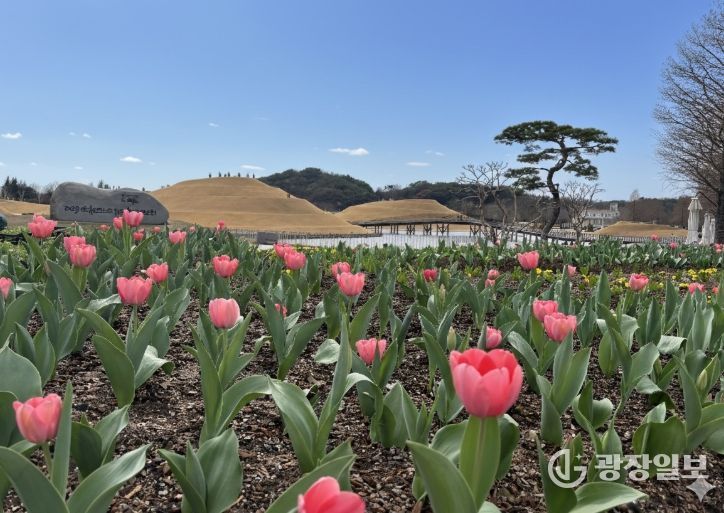 ‘첫 튤립 꽃잔치’로 가장 먼저 봄을 열다