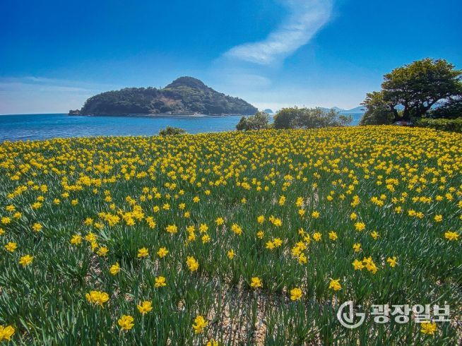 (거제)공곶이수선화