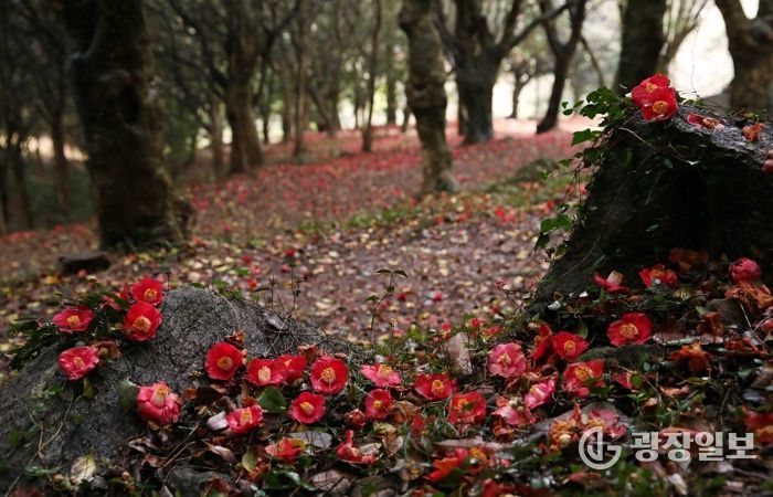 제3회 깅진 백련사 동백축제가 오는 27일 개막한다.