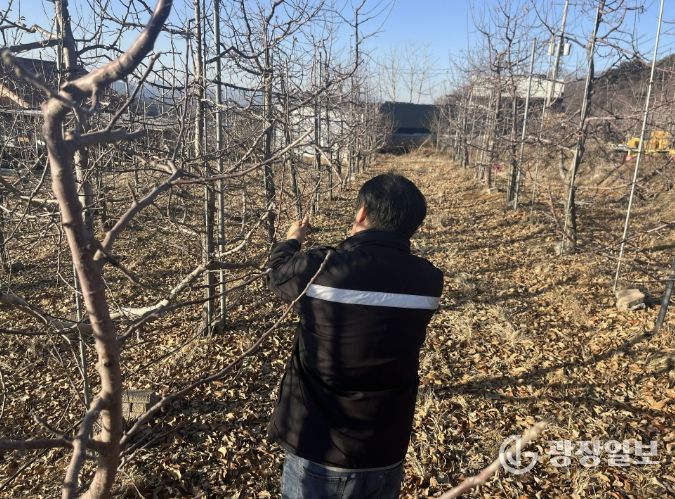 과수화상병 예찰 및 약제 배부