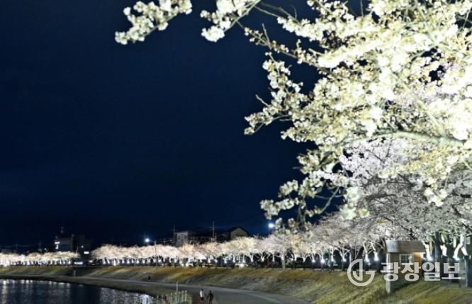 벚꽃길 따라 함께 걷고, 나무심기 동참하세요!-기후에너지과(사진_직지천경관)