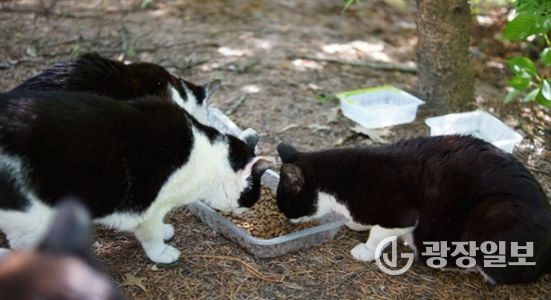 김해시, 길고양이 중성화(TNR) 사업