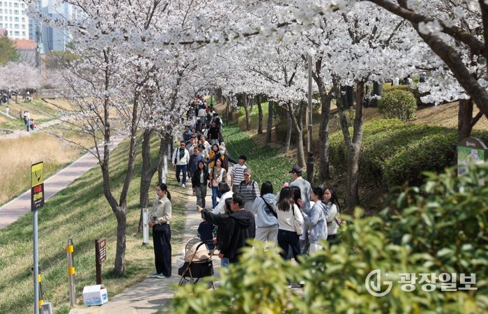 김해시 “핑크빛 설렘으로 물든 율하천” 제7회 율하벚꽃축제 성황리 개최