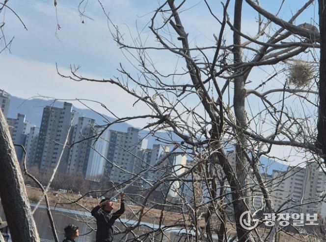 지난 25일 장대낫을 이용한 둥지 제거 현장