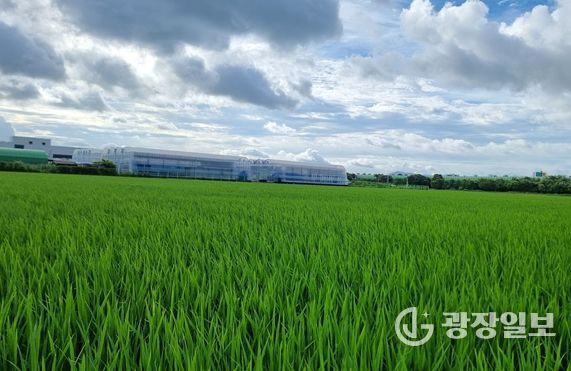 벼 발아율 저하 대비 현장지도 강화