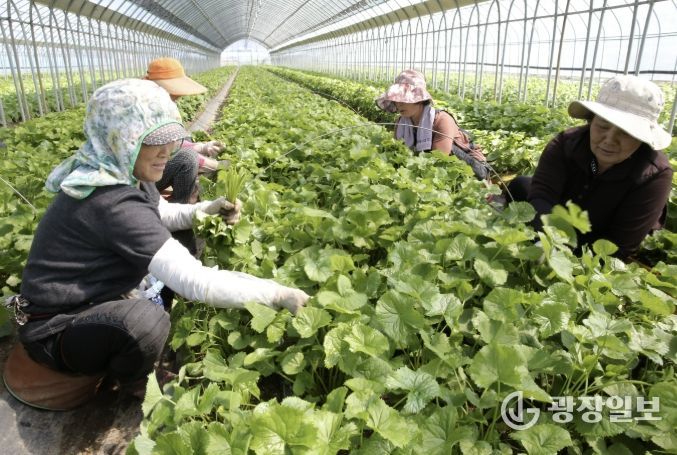 '봄의 전령사' 양구 명품 곰취, 전국 식탁 공략 나선다
