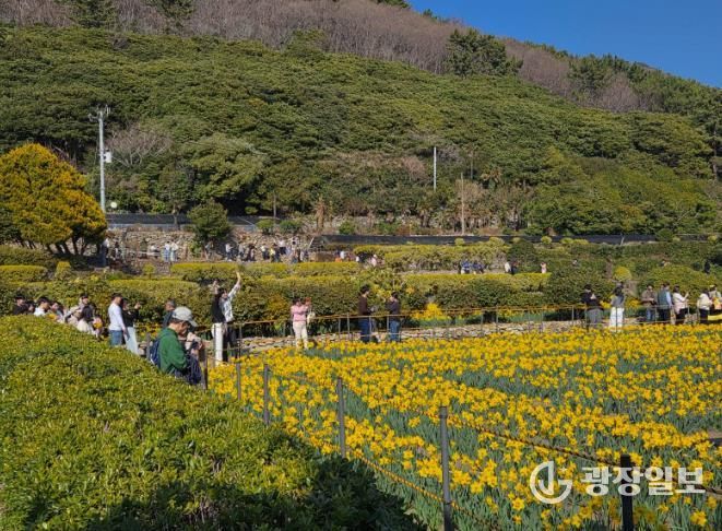 거제9경 공곶이 수선화 경관조성 관리 연장 추진