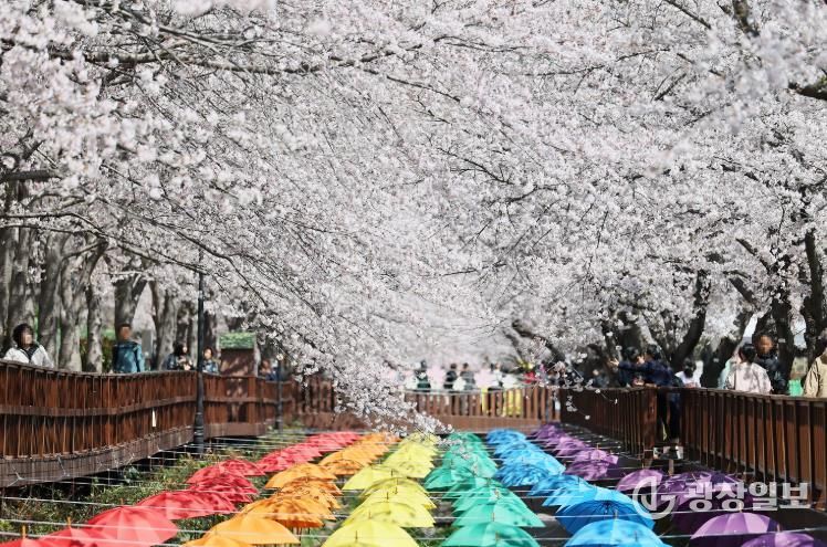 벚꽃으로 물든 제64회 진해군항제, 10일간의 여정 마무리