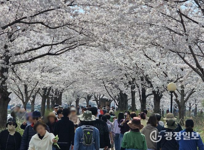 강릉시, ‘초속 5㎝, 시속 5㎞’벚꽃 걷기 행사