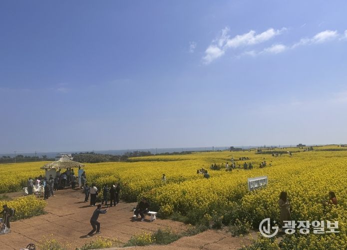 포항시 호미반도 경관단지에서 열린 ‘2026 호미반도 유채꽃 축제’가 전국 각지에서 약 15만 명의 방문객을 끌어모으며 성황리에 마무리됐다.