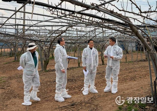 배 냉해 예방 현장점검