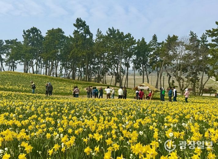 2026 섬 수선화 축제장 전경